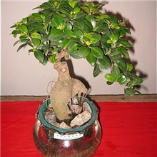 供应环保、时尚、卫生花鱼共养的无土栽培观叶植物艺术小盆景