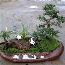 供应环保、时尚、吸收辐射的无土室内仙人球植物