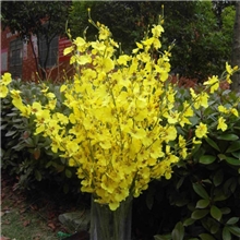 【伊德】单支跳舞兰黄色仿真花仿真植物假花兰花蝴蝶兰批发