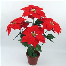 供应50厘米高22厘米直径圣诞花，普通7头一品红现货批发