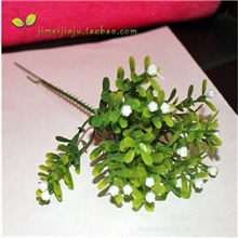 短五头白粒仔小米兰粒义乌钢花批发盆栽搭配花