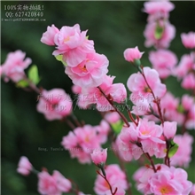 供应AB0001126-中桃花仿真花小额批发绢花仿真桃花
