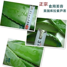 食用芦荟鲜叶片美容养颜芦荟片新鲜芦荟叶片种植基地批发特价