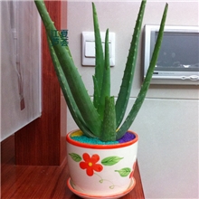 迷你植物盆栽盆景办公室家庭芦荟室内盆栽花卉盆景热销推荐
