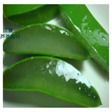 芦荟凝胶原料芦荟高出肉率低水份养生制药库拉索芦荟厂家直销