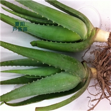 多肉植物批发25公分库拉索芦荟盆栽植物成活率100%品质保障