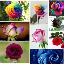 彩虹玫瑰种子荷兰进口花卉多彩玫瑰花抢到就是赚到一分钱一粒