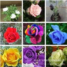花卉种子玫瑰种子刺玫花穿心玫瑰9个颜色特价优惠0.07元/粒