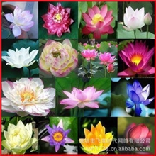 花卉种子碗莲种子莲花荷花供应22个品种特价优惠机不可失