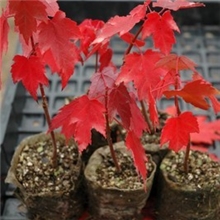 当年新采苗木树种美国红枫树种子日本红枫苗红花槭欧洲红枫