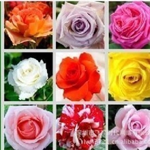 花卉种子藤本月季种子月月红月季可盆栽庭院种植23个品种