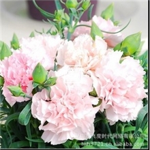 花卉种子康乃馨切花康乃馨种子花期长性耐寒