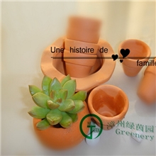 防辐射室内盆栽多肉植物景天科【黄丽】热销