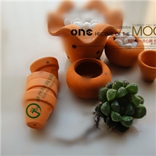 多肉植物大量批发产地直销产贸一体【玉露】热销超火