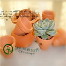 绿茵仙人球批发仙人掌大量批发多肉植物【白牡丹】热销