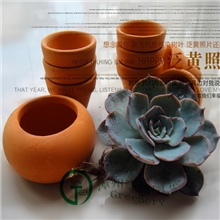 小盆栽大量批发多肉植物蓝石莲【皮氏石莲】热销