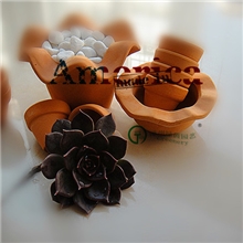 小盆栽多肉植物防辐射仙人球批发【黑王子】热销