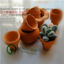 漳州绿茵多肉植物景天科防辐射多肉美人系列【桃美人】热销