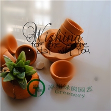 漳州绿茵大量批发小盆栽多肉植物仙人球【草寿】热销