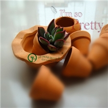 漳州绿茵绿化盆栽仙人球批发多肉植物【锦晃星】