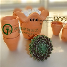 多肉植物畅销大量批发微型小盆栽【紫牡丹】红牡丹观音莲