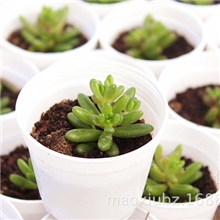 虹之玉红之玉（晒太阳会变红）最畅销的多肉植物盆栽