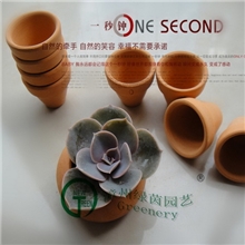 多肉植物防辐射大量批发【紫珍珠】热销产品