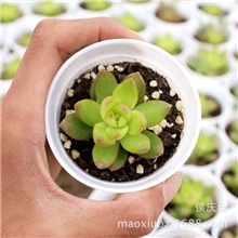 黄丽（4~5CM左右）又名：黄宝石\红宝石好品质多肉植物盆栽批发