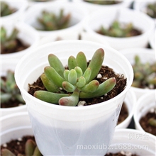 乙女心八千代(直径约3CM)冬天粉嫩嫩的多肉植物可爱的红红的脸蛋