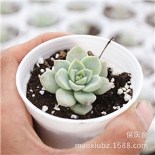 白牡丹（白宝石）直径约3cm混批多肉植物中国上海市花市