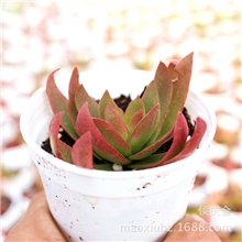 火祭（快全红色了）全国专业多肉植物小盆栽批发商全国各省供应