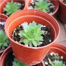 观音莲（直径3CM左右）上海观音莲批发上海市奉贤区金汇镇