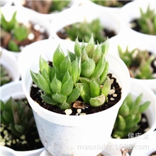 多肉植物水晶掌水晶莲批发每盆2株以上小型盆栽批发