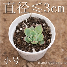 直径3cm以下吉娃娃（断货）超嫩叶子盆栽全国多肉植物品种供应