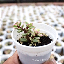 彩色多肉植物雅乐之舞(每盆至少2个头)可做微型盆栽的枝干植物