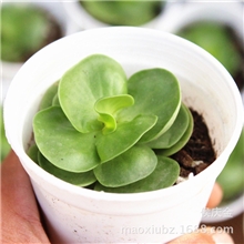金钱木绿色观叶多肉植物夏季喜欢水分江苏、浙江小盆栽批发市场