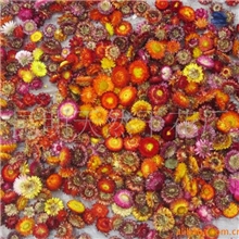 供应纯天然干花麦杆菊