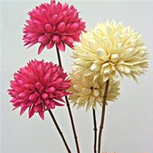 供应天然植物干花:玉兰球