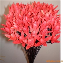 批发供应:植物干花美人玉兰花