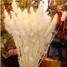 供应天然植物干花白兔尾草
