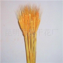 批发供应植物干花《麦穗》必真自然
