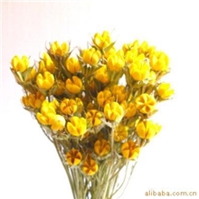 供应天然植物干花开心果