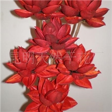 批发供应植物干花紫荆花