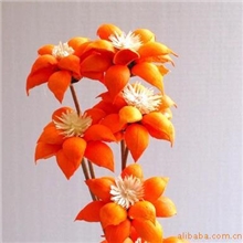 昆明天然干花厂批发供应植物干花宝莲灯