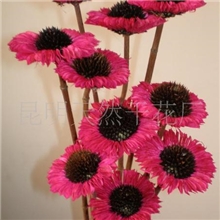供应天然植物干花:非洲菊