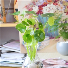 田园水培植物客厅摆设铜钱草金钱草仿真小荷叶绿植仿真草假草