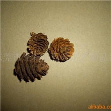 供应落叶松果，松果，大落叶松果，落叶松果