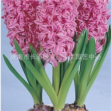 粉珍珠PinkPearl荷兰进口风信子种球假一罚百
