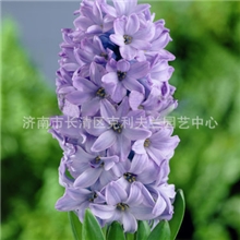 荷兰进口风信子种球假一罚百蓝色代夫特