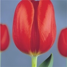 批发荷兰进口郁金香种球花种冷冻球5度球春节开花法国之光